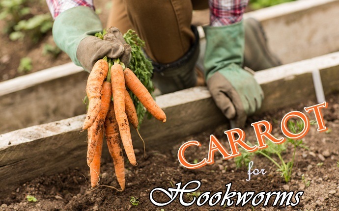 treatment for hookworms - carrot
