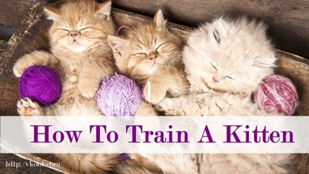 how to train a kitten at home