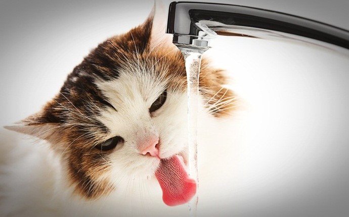 how to train a kitten - provide clean water at all times