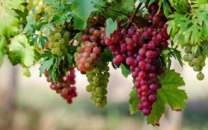 foods for pancreas - red grapes