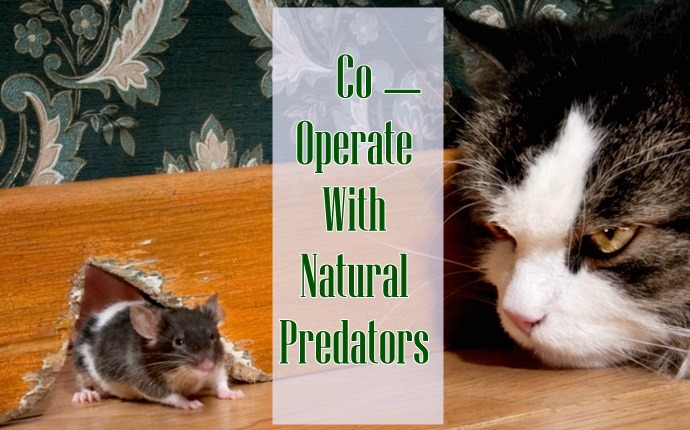 how to get rid of rats - co-operate with natural predators