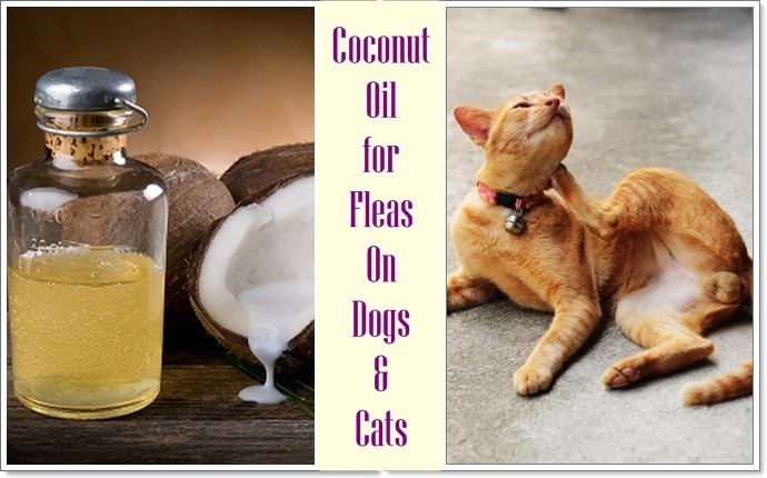 home remedies to get rid of fleas - coconut oil