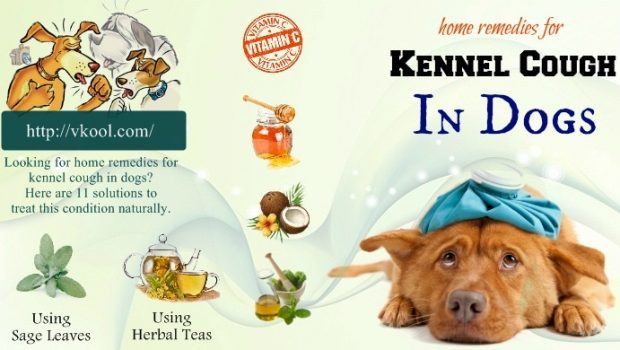 kennel cough in dogs