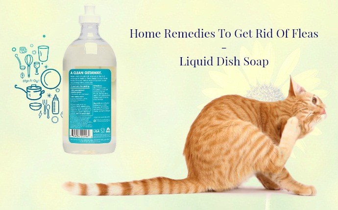 15 Home Remedies To Get Rid Of Fleas On Dogs, Cats, & In House