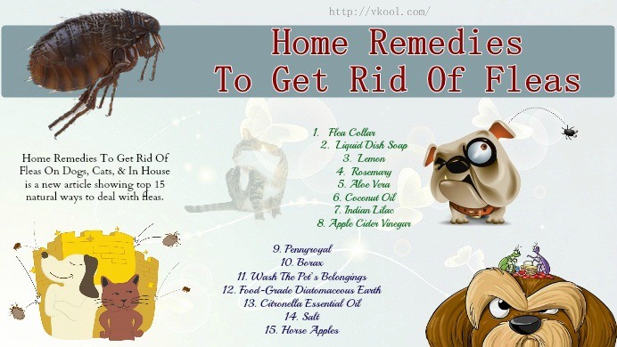 home remedies to get rid of fleas on dogs