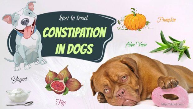 canine constipation remedies