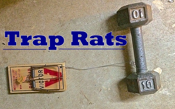 how to get rid of rats - trap rats