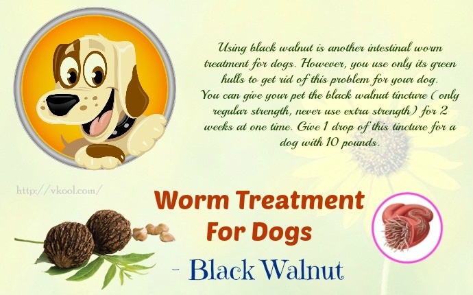 worm treatment for dogs - black walnut
