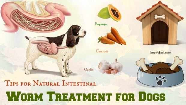 intestinal worm treatment for dogs