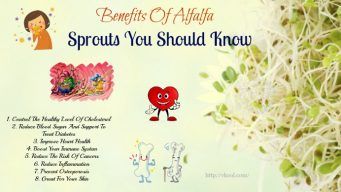 benefits of alfalfa sprouts
