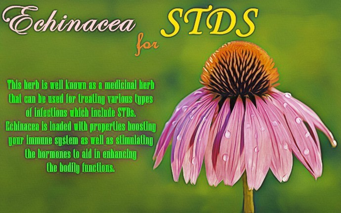 home remedies for stds - echinacea