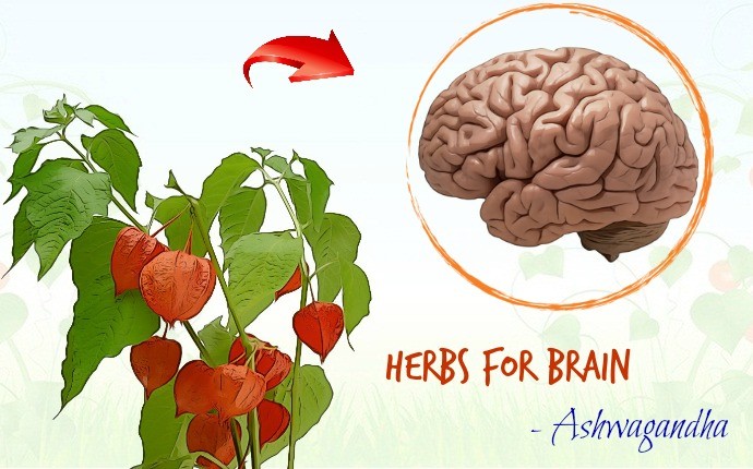 herbs for brain - ashwagandha