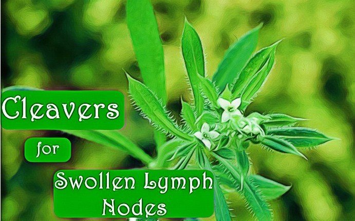 home remedies for swollen lymph nodes - cleavers