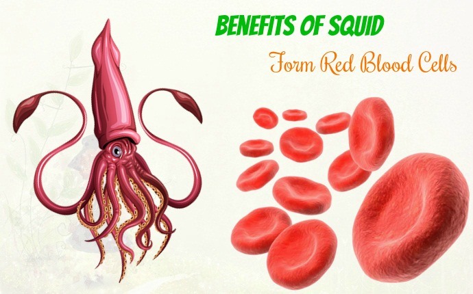benefits of squid - form red blood cells
